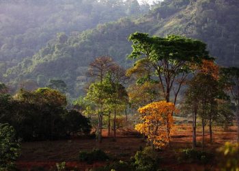 Foto: Bruno Cecim / Ag.Pará