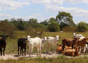 Adepará alerta produtores que vacinação contra a brucelose encerra no dia 31 de dezembro