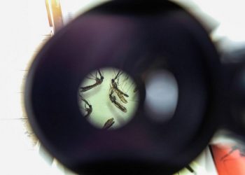 Período chuvoso exige cuidado redobrado para evitar a dengue