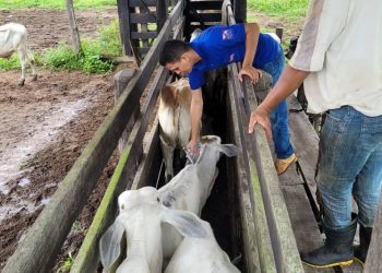 Foto: Agência Pará