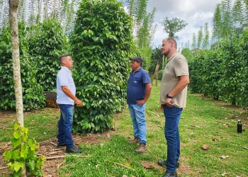Produção de pimenta-do-reino com uso de tutor vivo reduz custos de implantação de pimentais — Foto: Ronaldo Rosa