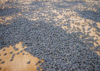 Foto: Roberto Lacava - Ibama