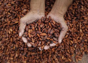 Produtores de cacau anunciam protesto contra importação