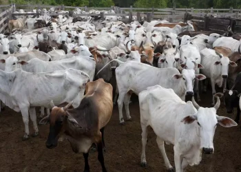 Amostra deu positivo em teste laboratorial (Sidney Oliveira / Arquivo Agência Pará)