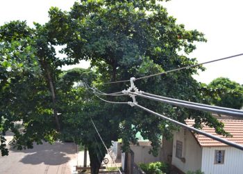 Equatorial Pará reforça a importância da poda de árvores perto da rede elétrica