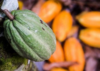 Foto: Agência Pará