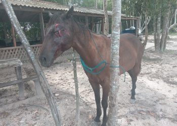 Foto: Sirley de Jesus