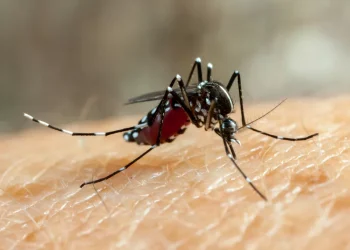 Anvisa aprova vacina contra dengue para faixa etária de 4 a 60 anos