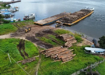 Todas de madeira apreendidas na Operação Bodó I em Porto de Moz, no Pará — Foto: ICMBio / Divulgação