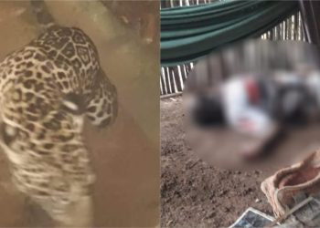 Onça pintada mata e devora rosto e cabeça de homem em Marabá, no Pará