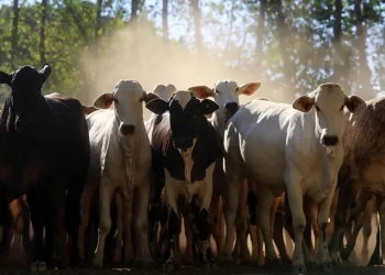 Plano estratégico de retirada da vacina contra febre aftosa da Adepará entra em pauta na Alepa — Foto: Divulgação