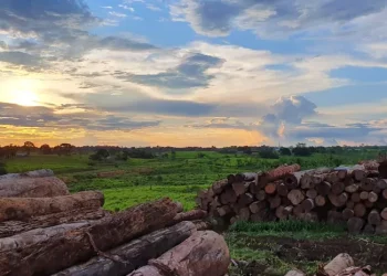 Área de extração de madeira na Amazônia. — Foto: Paulo Roberto Parente/Arquivo pessoal