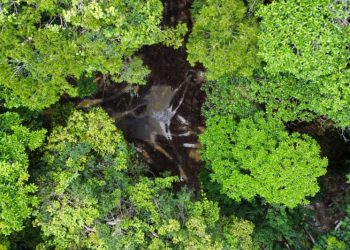 Foto: Divulgação / Agência Pará