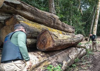 Foto: Divulgação / Agência Pará