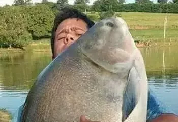 Um pescador de Santarém fisgou, na tarde deste sábado (1º), um tambaqui de 55 quilos. Essa pesca ocorreu no Lago do Maicá, distante poucos minutos do centro da cidade (Divulgação/portal Santarém)
