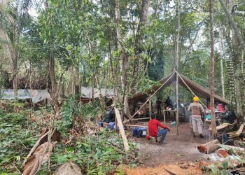 “Operação Curupira” desarticula ação de desmatamento em Altamira