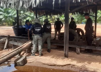 Operação "Ponto Final – Mapuá" fecha serrarias clandestinas em área de reserva extrativista no Marajó. — Foto: Reprodução / ICMBio Breves