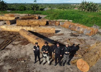 Polícia Civil apreende madeira ameaçada de extinção, em Anapu — Foto: Ascom/PM