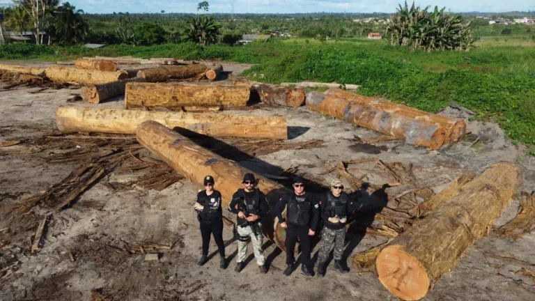 Polícia Civil apreende madeira ameaçada de extinção, em Anapu — Foto: Ascom/PM