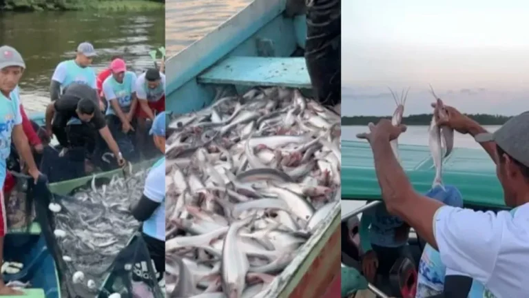 Imagens mostram 3ª Abertura da Pesca no Município de Oeiras do Pará. — Foto: Reprodução / TV Liberal
