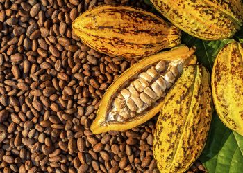 Altamira: Seminário discute certificação e valorização do cacau da Transamazônica e do Xingu