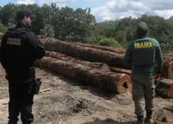 A ação fez parte da Operação Rieli, deflagrada no último dia 6 de junho, no município de Ipixuna, nordeste do Estado (Divulgação/Ibama)