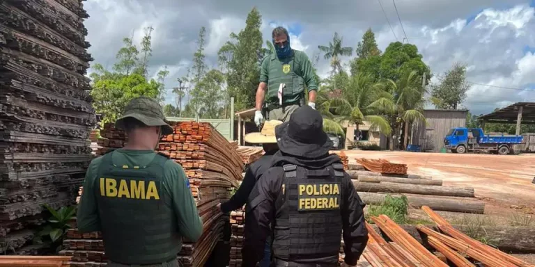 A Polícia Federal concluiu cinco dias de participação na operação Rieli, em conjunto com o Ibama. O objetivo foi fiscalizar e combater a extração ilegal de madeira na Terra Indígena Sarauá, no município de Ipixuna do Pará, no nordeste do Estado (Divulgação/Assessoria de Comunicação da Polícia Federal em Belém)