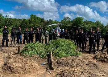 Polícia Civil do Pará destruiu 9 mil pés de maconha na zona rural de Terra Alta (Divulgação/Polícia Civil)
