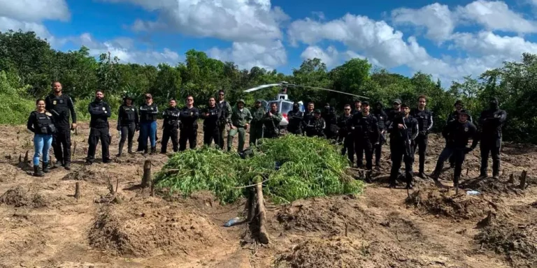 Polícia Civil do Pará destruiu 9 mil pés de maconha na zona rural de Terra Alta (Divulgação/Polícia Civil)