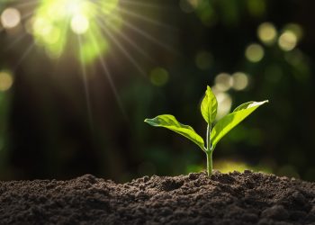 Altamira promoverá ações ambientais para celebrar o Dia Mundial do Meio Ambiente