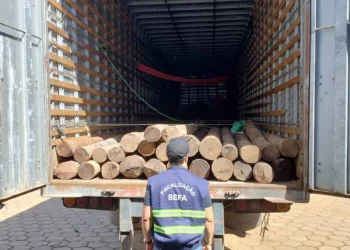 Sefa apreende 150 toras de madeira — Foto: Ascom Sefa