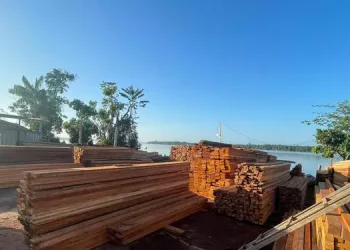 Foram apreendidos 450 metros cúbicos de madeira. (Divulgação / Ascom PF)