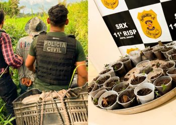 Polícia prende em Anapu homem por tráfico de drogas