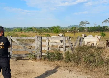 A PF cumpre 3 mandados de busca e apreensão expedidos pela Justiça Federal nos municípios de Novo Progresso (PA) e Sinop (MT) (Divulgação PF) (Divulgação PF)