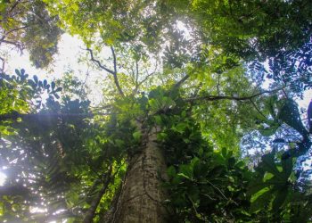 Ideflor-Bio e IGEPPS firmam convênio para o plantio de 1,5 mil árvores por mês no Pará