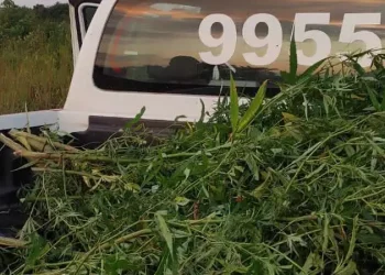 Militares do 2º Batalhão de Polícia Rural apreenderam aproximadamente dois mil pés de maconha e uma arma de fogo calibre 32, na zona rural de Terra Alta, município da região nordeste do Pará (Divulgação/ 2º BPR)