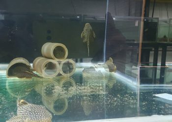 Foto: Divulgação/Norte Energia