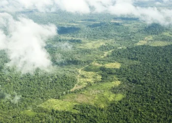 Terra Indígena Cachoeira Seca, na região do Xingu, no Pará. — Foto: Lilo Clareto / ISA