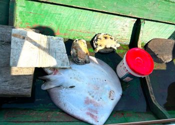 Foto: Divulgação/PF