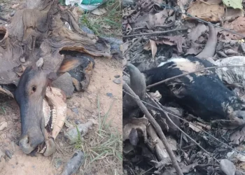 Carcaças de bovinos foram encontradas em vários pontos da vicinal dos baianos — Foto: Polícia Civil / Divulgação