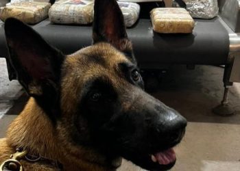 Receita Federal apreende droga do tipo ‘skunk’ no Centro de Distribuição dos Correios em Belém