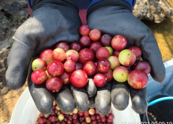 Foto :Divulgação/Norte Energia