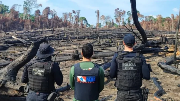 Áreas desmatadas e queimadas criminalmente — Foto: Divulgação