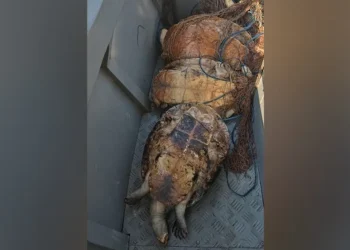 Polícia Militar apreende quelônios e material de pesca durante fiscalização em Monte Alegre