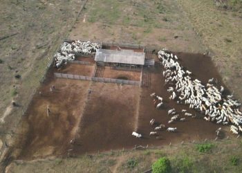 Foto: Divulgação/Ibama