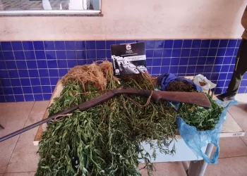 Plantação com 1.500 pés de maconha foi incinerada. Um suspeito foi preso e outro fugiu. — Foto: Ascom/PM