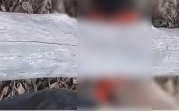 Homens morrem após serem atingidos por árvore que cortavam no Pará