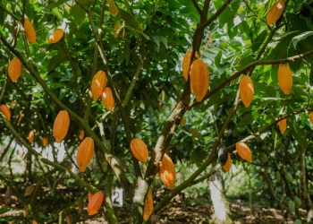 Inova Cacau 2030 será lançado em Ilhéus, na Bahia — Foto: Ana Lee