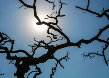 Reprodução: Agência Brasil