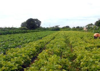 Reprodução: Agência Brasil